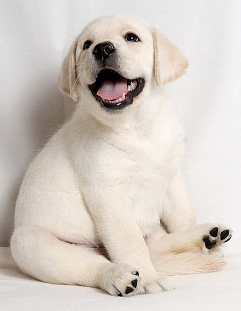 Happy Lab Puppy Labrador Retriever Puppies Labrador Retriever