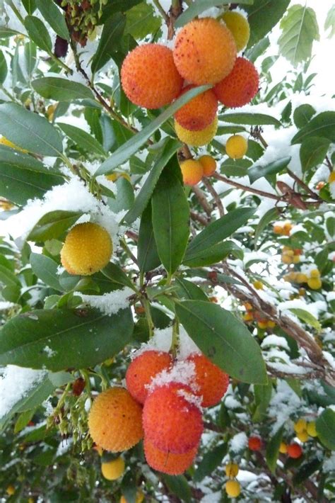 We love ours and use it all the time. Strawberry Tree fruit tree | Fruit trees, Fruit garden ...