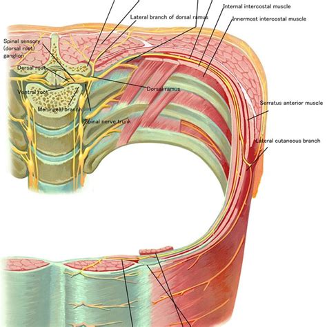 Anatomy Of The Thoracolumbar Fascia Referred To Atlas Of Human Anatomy