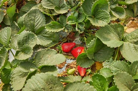 Picking Fresh Strawberries On The Farm Close Up Of Fresh Organic