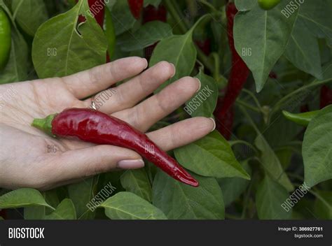 Red Hot Pepper Lies On Image And Photo Free Trial Bigstock