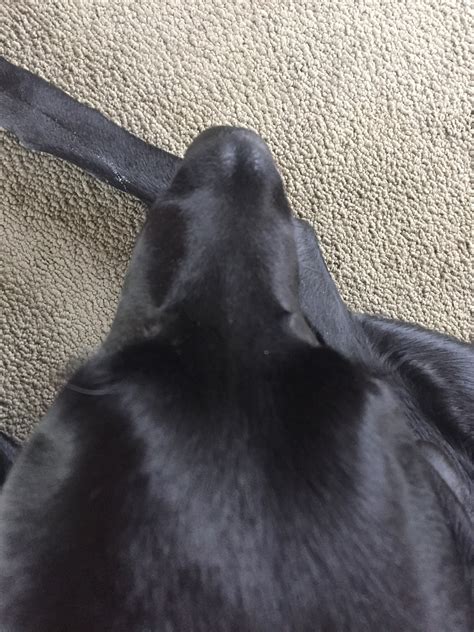 My Dog Has Swelling On The Right Side Only Of His Snout Above The