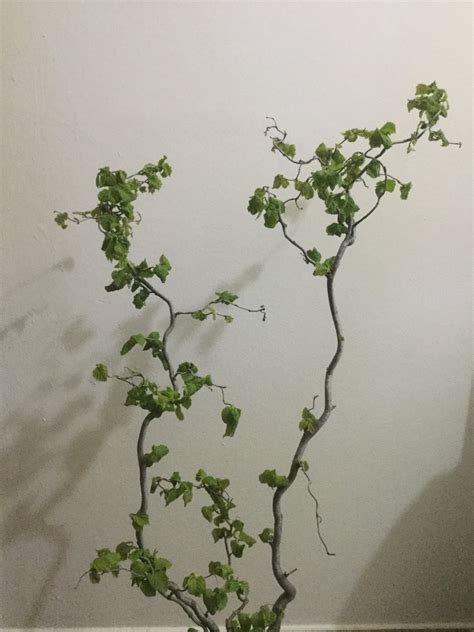 Be sure to include only reptile safe plants such as pothos, aloe, philodendrons, spider plants, ficus, and dracenae. Are these plants safe for a veiled chameleon? | Chameleon ...