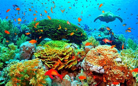 Ocean Habitat Coral Reef