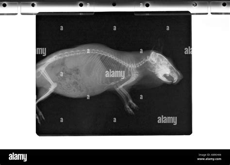 Guinea Pig X Ray On Xray Viewer Stock Photo Alamy