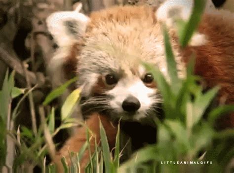 Red Panda Chew  Find And Share On Giphy