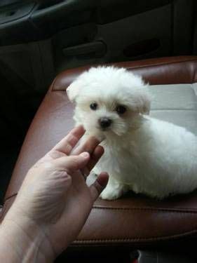 A normal rectal temperature for a newborn puppy is 95 to 99 degrees fahrenheit for the first week, and 97 to 100 for the second week. Tiny Maltese - 8 Weeks Old | Maltese dogs, Maltese puppy ...