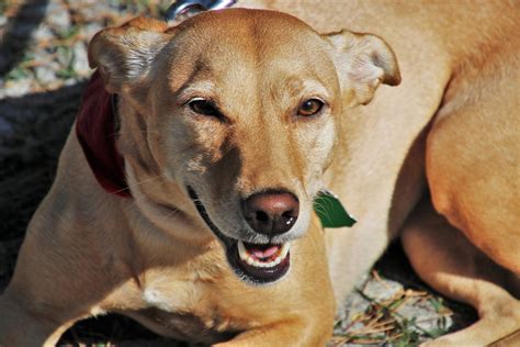 17 Raças mais famosas de cachorros no Brasil Guia Brasil Pets