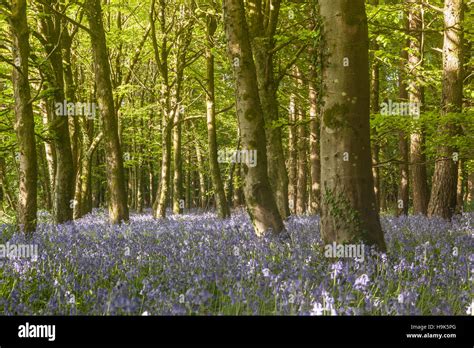 Bluebell Wood In Dorset England Stock Photo Alamy