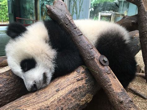 Panda Updates Wednesday May 10 Zoo Atlanta
