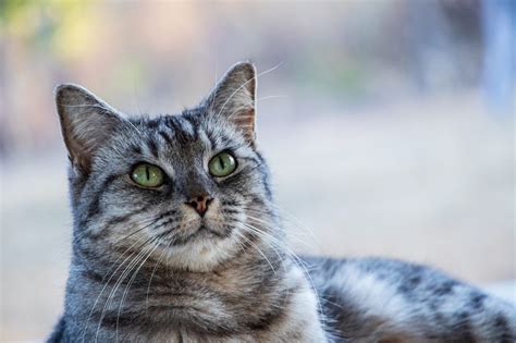 Why does my cat cough so much? Why Is My Cat Gagging? | Canna-Pet®