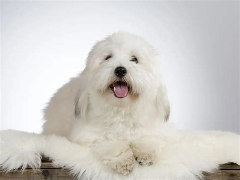 What Breed Are White Fluffy Dogs