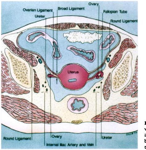 Pelvic Anatomy Female Ligaments Female Reproductive Anatomy Sexiz Pix