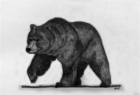 Grizzly Bear Sketch Drawing By Michael Panno Fine Art America