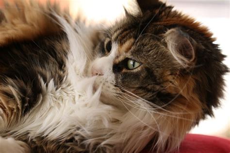 Home Remedies For Cats With Dry Skin Soothe Naturally