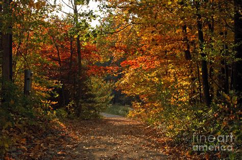 Autumn Nature Trail Photograph By Cheryl Cencich Fine Art America