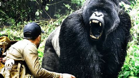 Especialistas Em Vida Selvagem Encontraram Na Selva O Maior Gorila De
