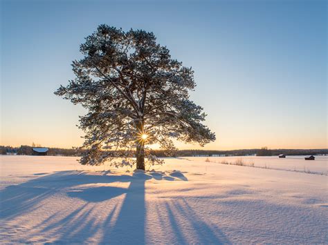 Winter Tree › Way Up North