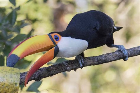 11 Fascinating Facts About Toucans
