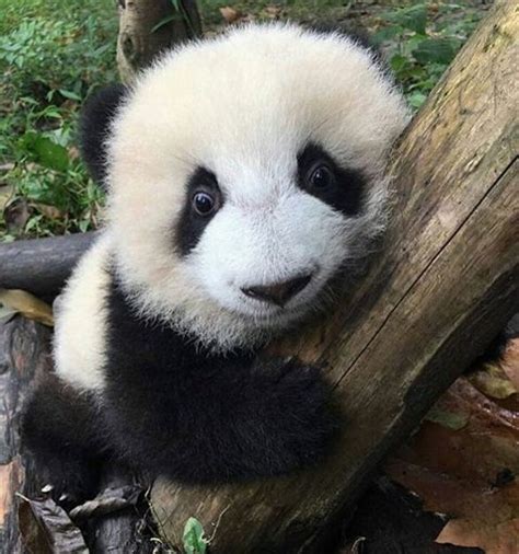 I ️ My Tree Panda Bear Baby Panda Bears Cute Animals