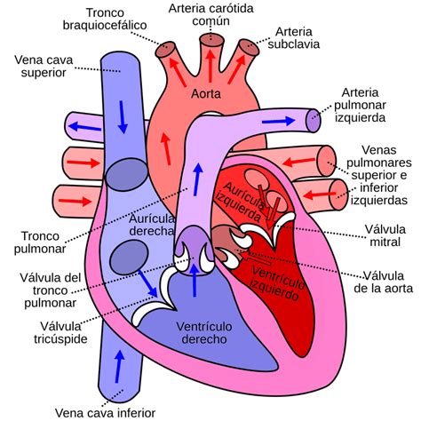 Ciclo Cardíaco Sístole Y Diástole