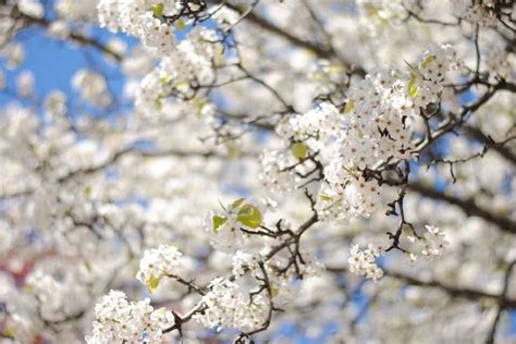 Flowering trees that bloom in summer should be pruned in winter or early spring for best results. 72 best Why Greenville, SC is awesome. images on Pinterest ...