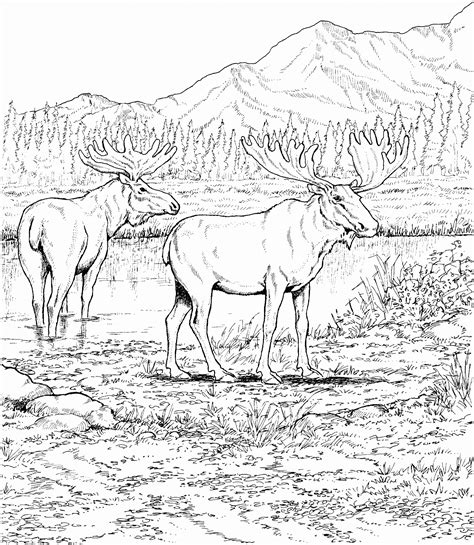 Wildlife Coloring Pages