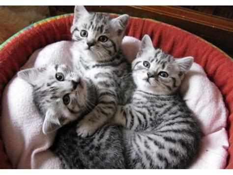 British Shorthair Kittens For Adoption Animals Apopka
