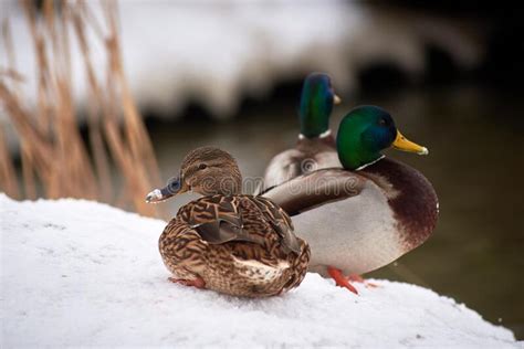Wild Ducks On Frozen Snow Covered Lake Winter Landscape Stock Image