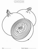 Onion Coloring Onions Getdrawings sketch template