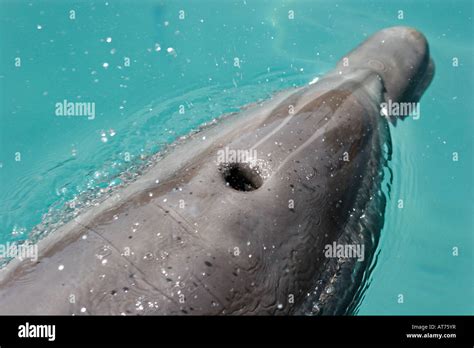 Nz70058 D Bottlenose Dolphin Tursiops Truncatus Note Blowhole Photo