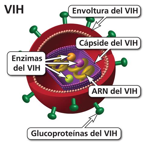 Que Es El Vih Sida El Vih O Virus De Inmunodeficiencia By Pharol Images