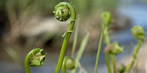 Fiddlehead Ferns How To Find Clean And Cook Springs Most Fleeting