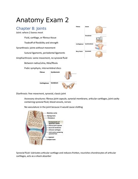 Anatomy Exam 2 Study Guide Anatomy Exam 2 Chapter 8 Joints Joint