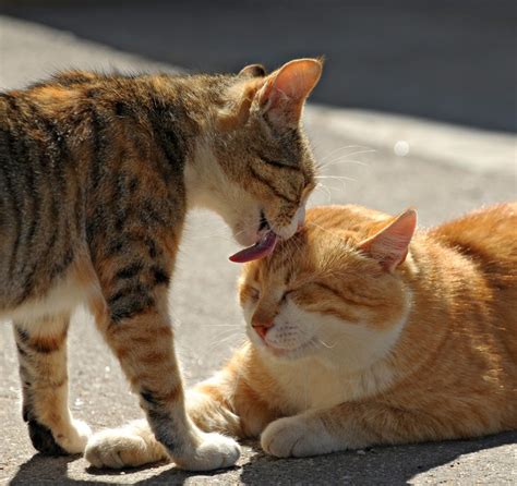 猫が顔を舐める時の5つの気持ち ねこちゃんホンポ