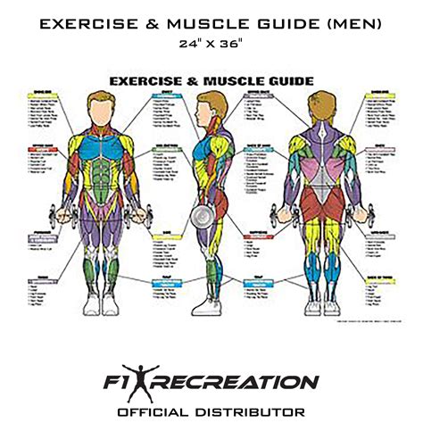 Printable Muscle Anatomy Chart Pdf New Printable Exercise Charts My Xxx Hot Girl