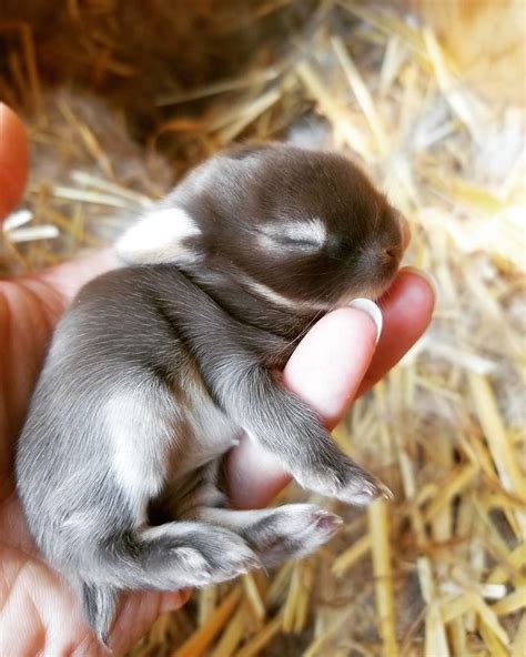 18 Fluffy Baby Bunnies You Would Love To Carry In Your Palms Baby