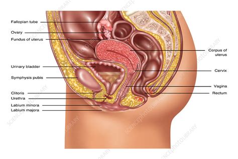Female Reproductive Anatomy Illustration Stock Image C