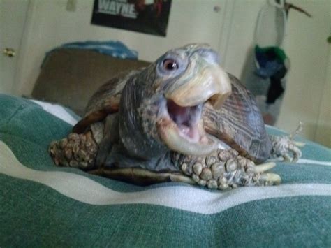 My Turtle Seems Shock About Something Funny