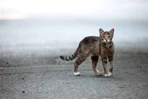 Taming Feral Cats And Kittens How To Befriend And Help Feral Felines