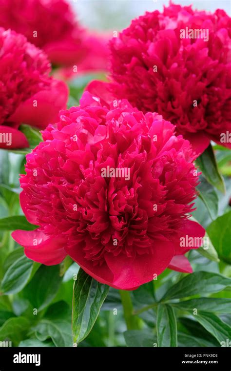 Deep Red Peony Flower Hi Res Stock Photography And Images Alamy