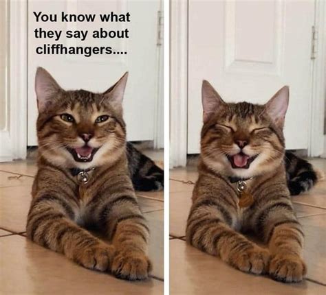 Smiling Cat Breaks The Internet And Becomes Newest ‘dad Joke Meme