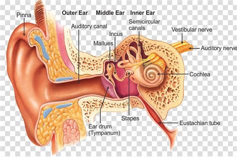 Free Download Outer Ear Otorhinolaryngology Anatomy Throat Ear