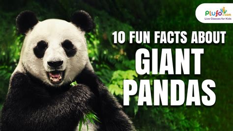 10 Fun Facts About Giant Pandas Fun Facts Interesting Facts