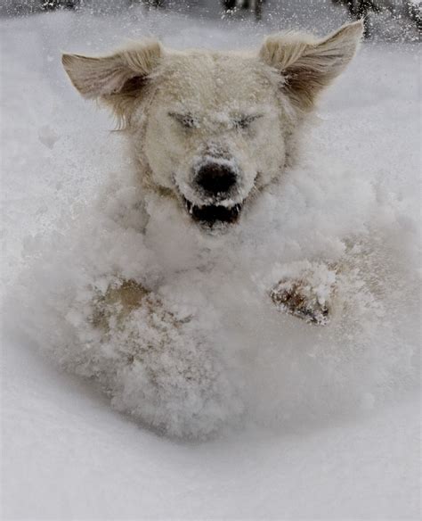 I Just Love The Snow And Winter Snow Dogs Animals Beautiful Animals