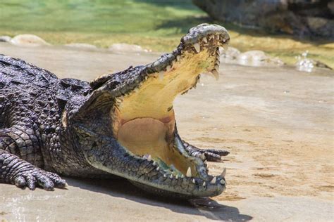 Later Gator Monster Nile Crocodiles May Be Invading Florida Live