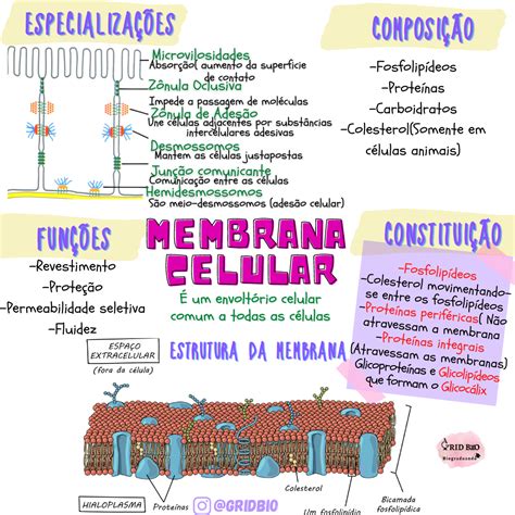 Membrana Plasmáticacélula Membrana Plasmática Membrana Celular