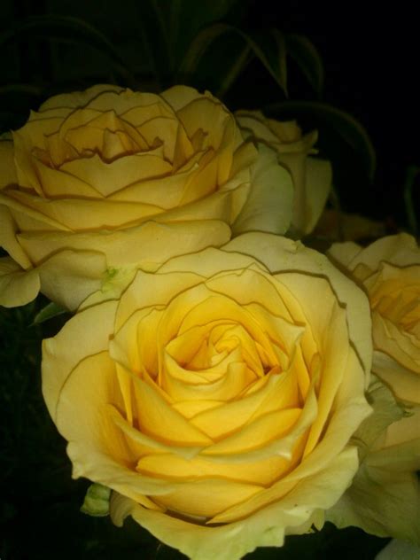 Rose Flower Aesthetic Sky Aesthetic Yellow Roses Red Roses Beauty