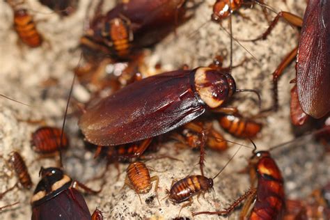 Do Cockroaches Carry Diseases The New York Times