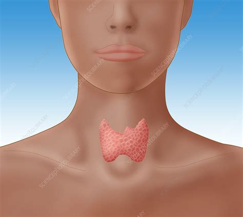 Thyroid In Womans Neck Illustration Stock Image C0277592